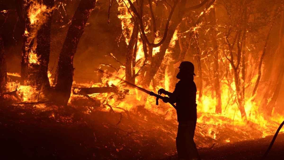 Bushfire Relief and Action: What we can do for today and the future ...